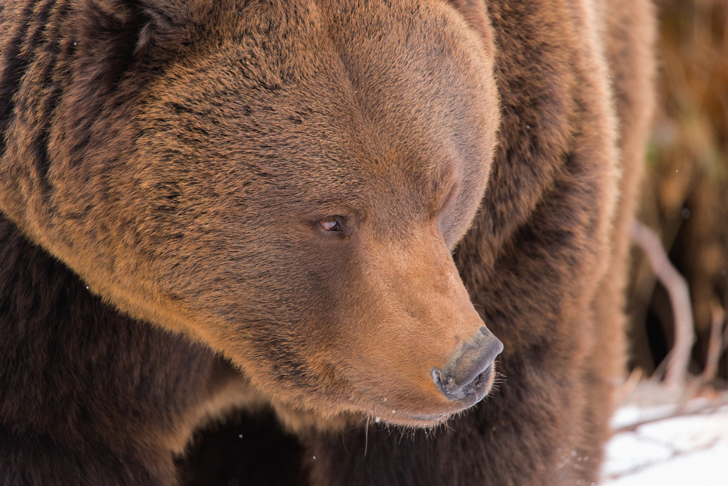 Brown bear at Bayerische Wald