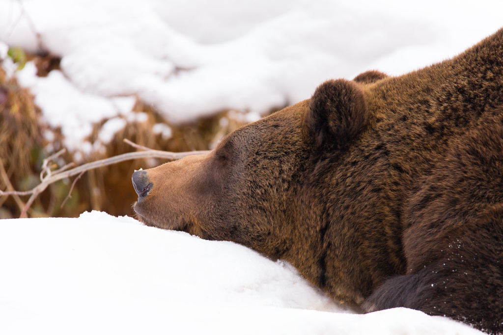 Brown bear at Bayerische Wald