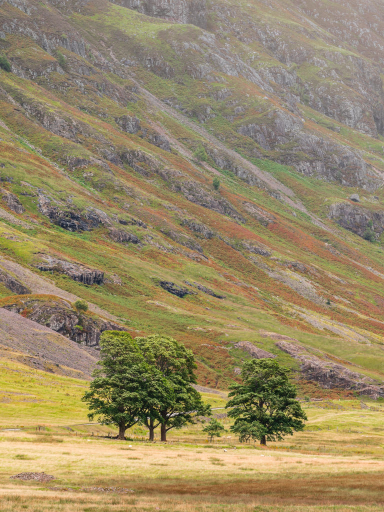 Lone trees in the Higlands