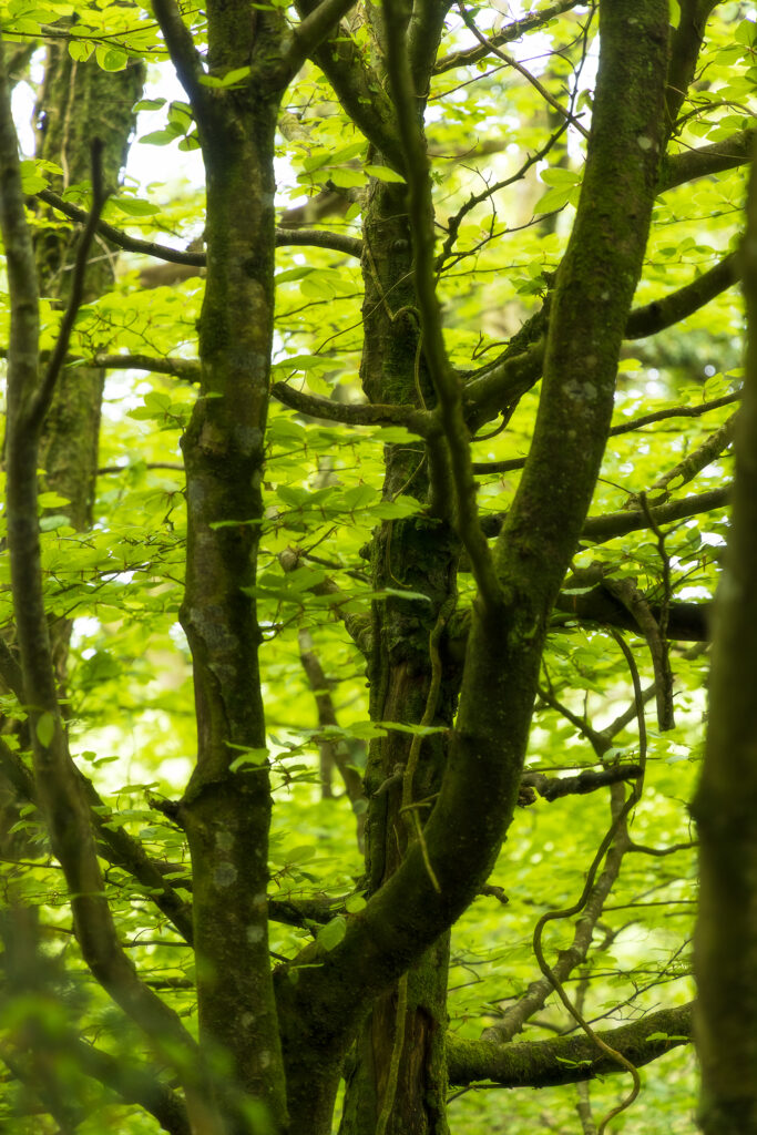 Cardinham Woods - Forestry England
